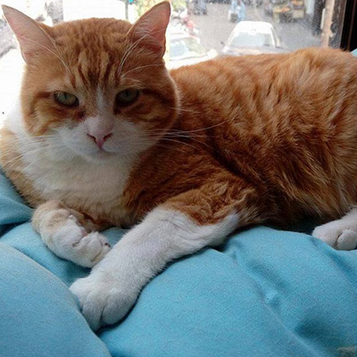 ANIMAL HOUSE HOSPITAL - CATS FOR ADOPTION - GALLERY