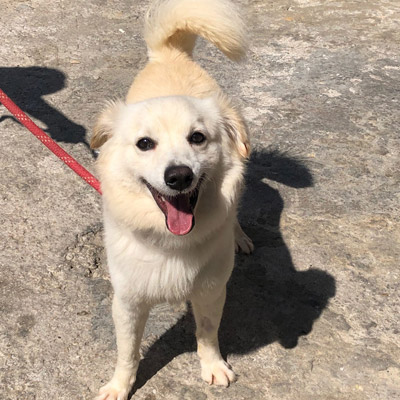 ANIMAL HOUSE HOSPITAL - PRODUCTS DOGS FOR ADOPTION - GALLERY