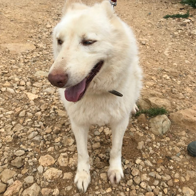 ANIMAL HOUSE HOSPITAL - PRODUCTS DOGS FOR ADOPTION - GALLERY