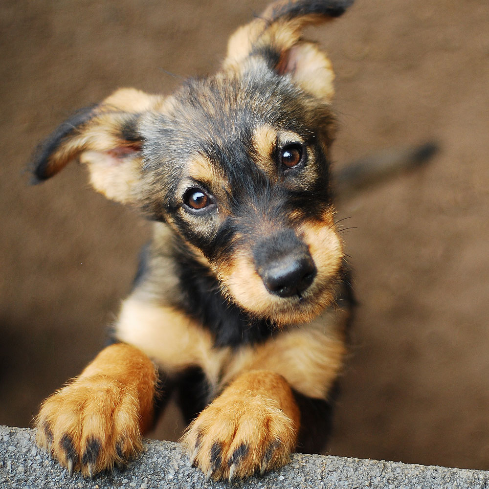 ANIMAL HOUSE HOSPITAL - ADOPTION - ADOPTION PROCESS