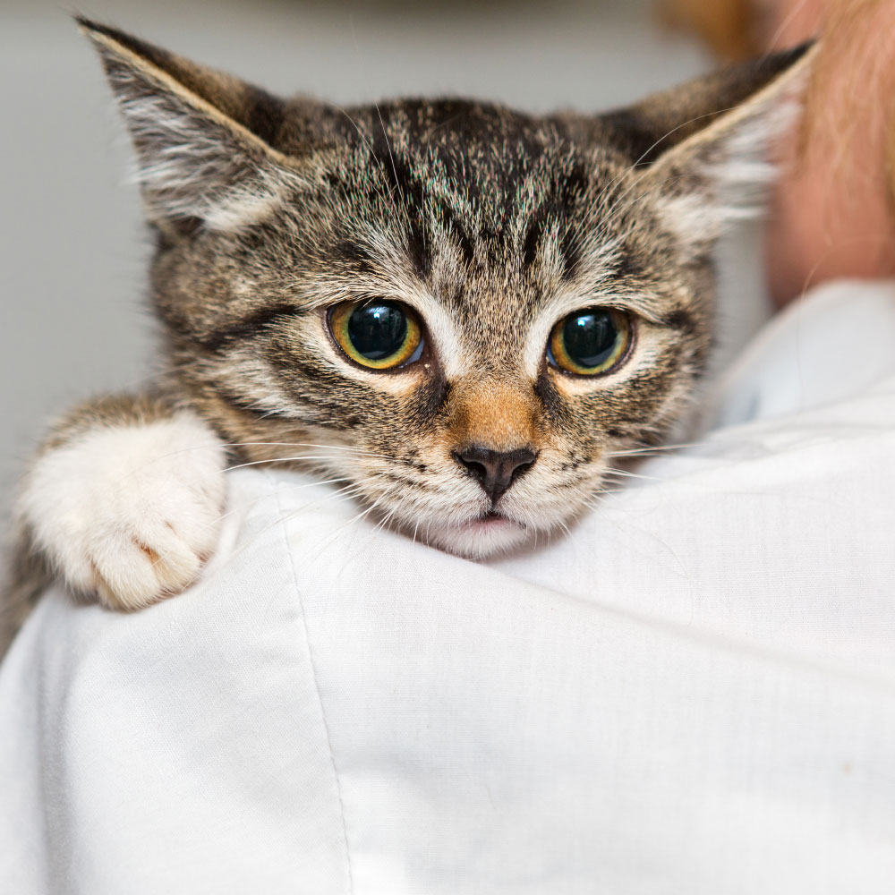ANIMAL HOUSE HOSPITAL - ADOPTION - CATS FOR ADOPTION