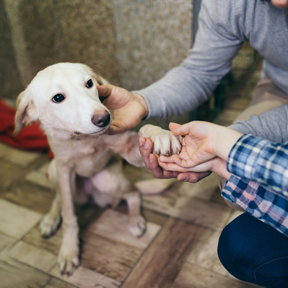 ANIMAL HOUSE HOSPITAL- ADOPTION - DOGS FOR ADOPTION
