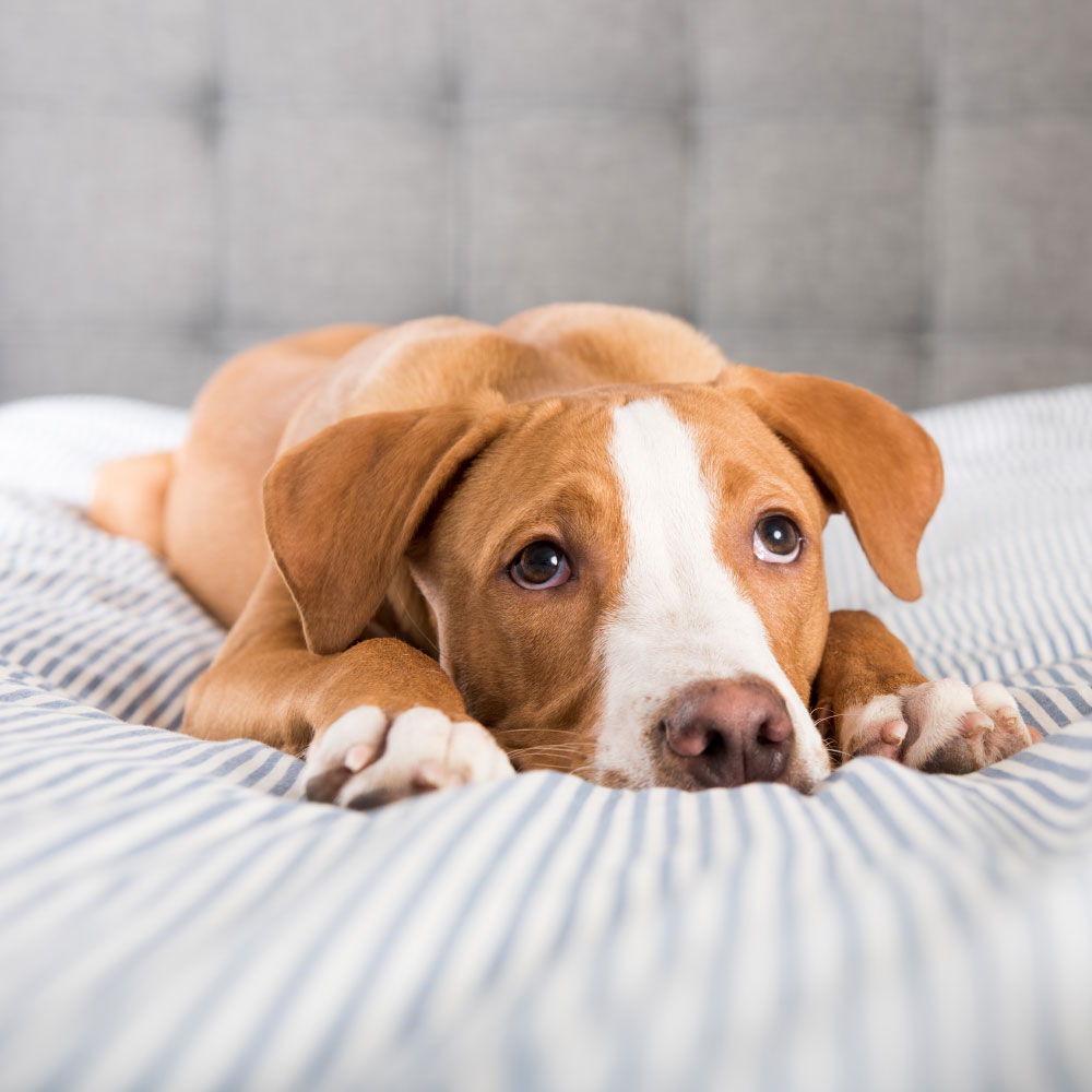 ANIMAL HOUSE HOSPITAL - ADOPTION - FOSTER