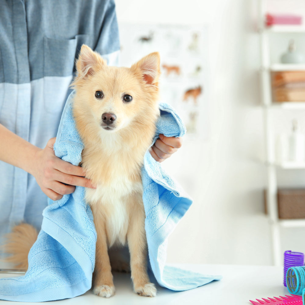 ANIMAL HOUSE HOSPITAL - VETERINARY HOSPITAL GROOMING